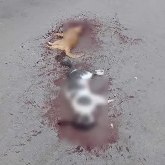 426121273_802936465194236_7856730777030623248_n