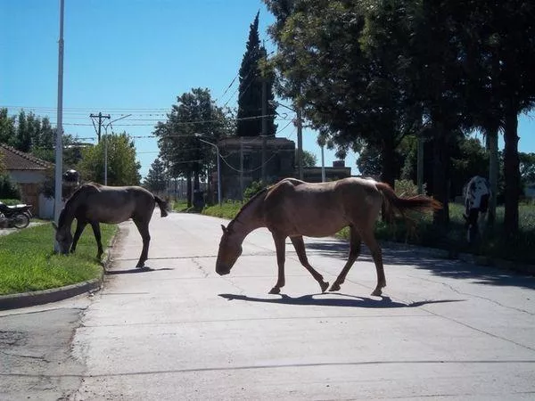 caballos sueltos