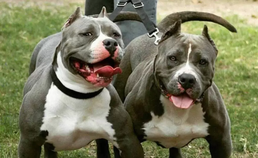 Pitbull - Perros peligrosos