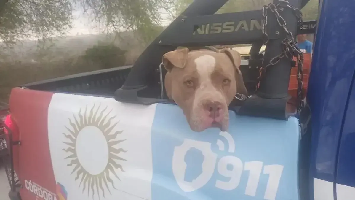El pitbull que protaginizó el caso fatal en Villa Oviedo