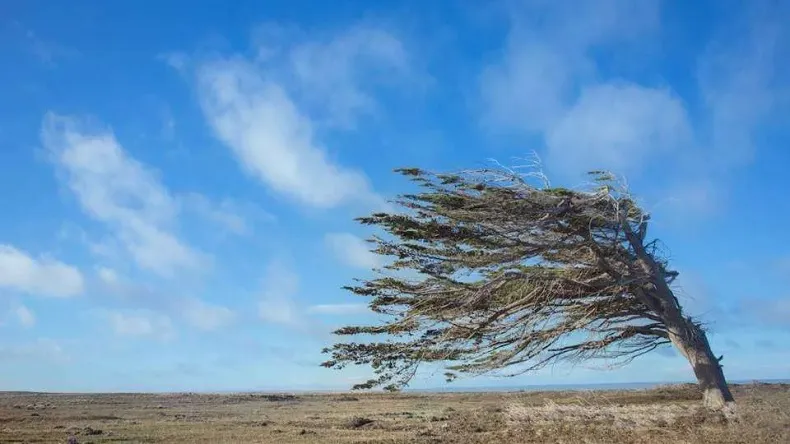 Viento