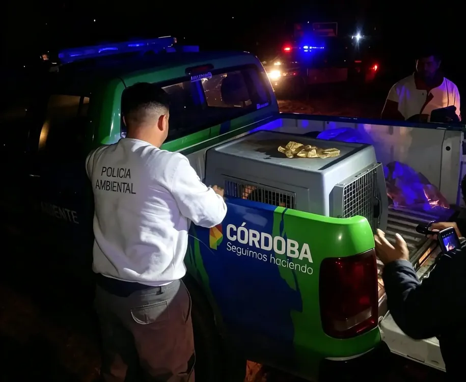 Oso hormiguero VCDA