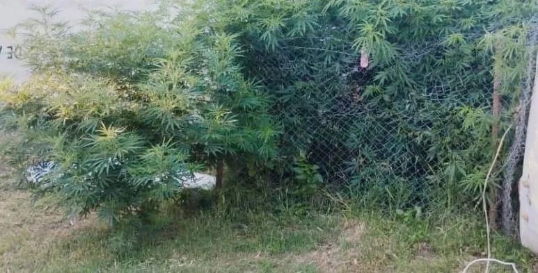 AG Allanamientos Secuestro autopartes marihuana 20250131 (01)