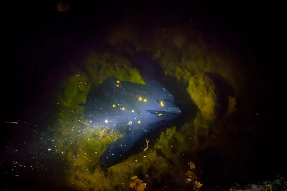 WhatsApp Image 2025-12-10 at 3.48.27 PM (2)