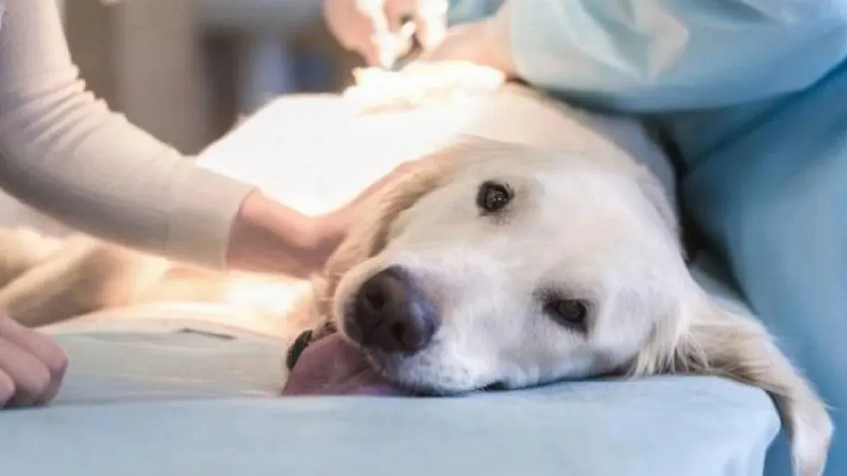 Castración mascotas
