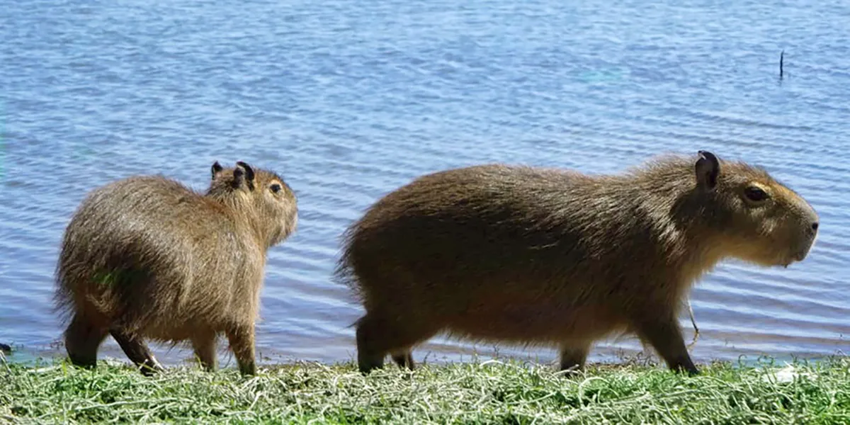 Carpinchos-represa-el-chanar