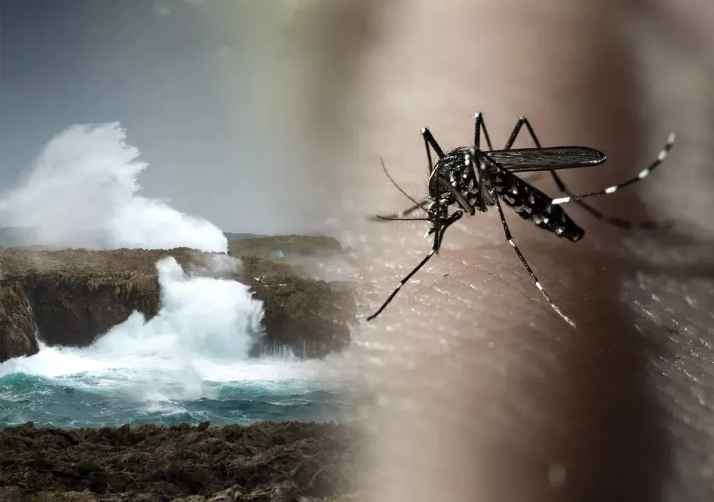 Dengue mosquitos calentamiento global