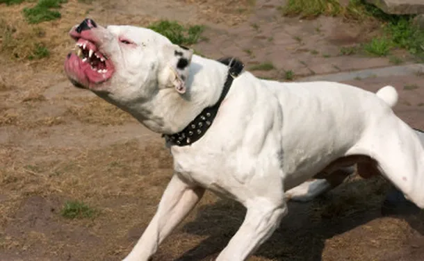Perros Peligosos