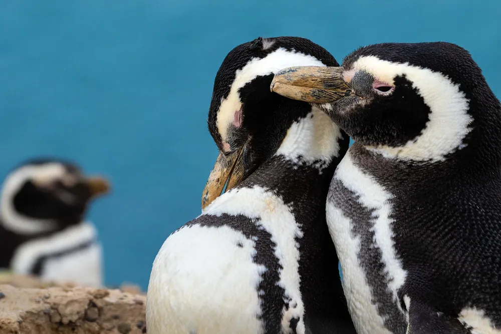 Pingüinos foto Rodrigo Folch