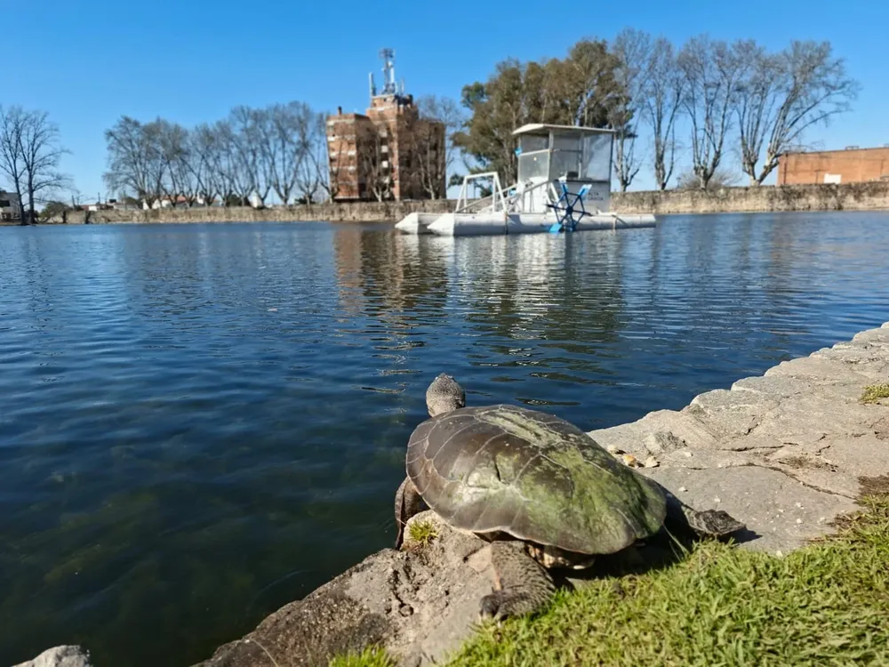 Alta Gracia - Tajamar - Clima - Tortuga
