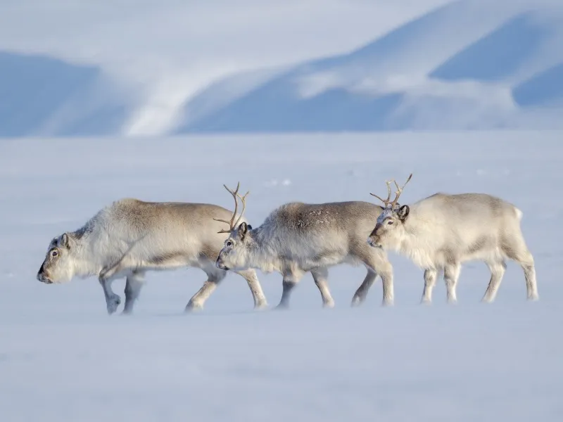 Renos en el Ártico