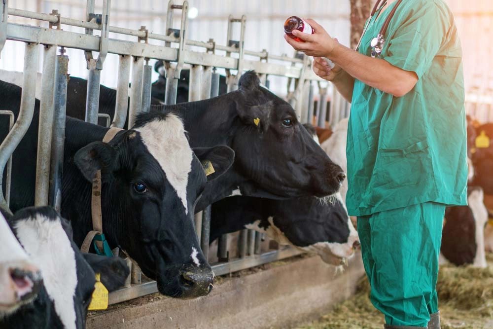 veterinario-vacunando-vaca-salud-animal-lider-resitencias-antibioticos-nivel-mundial-216630630571