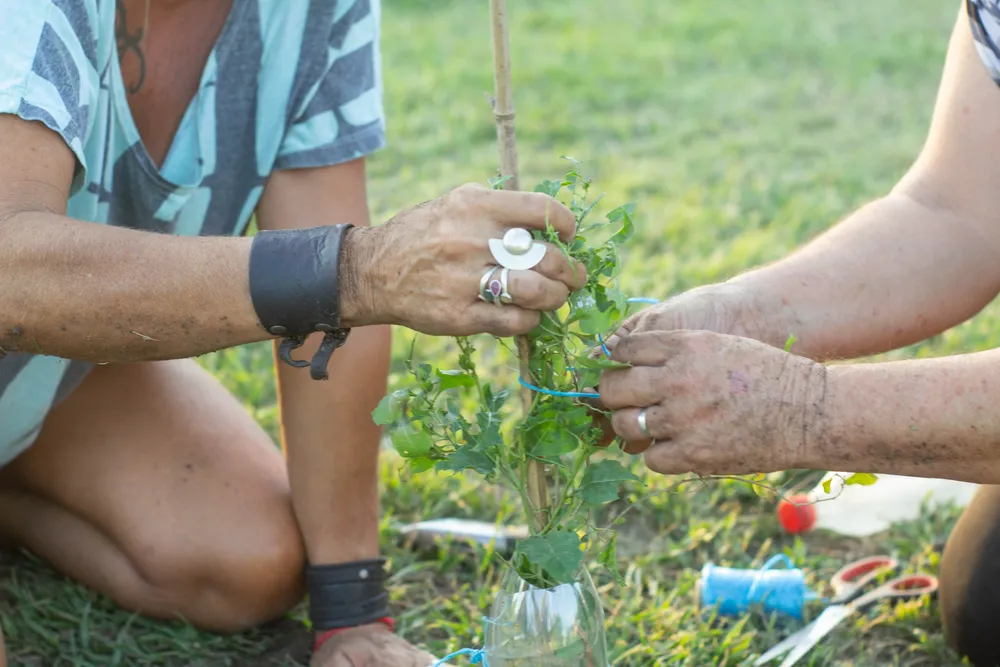 reforestación Garabato