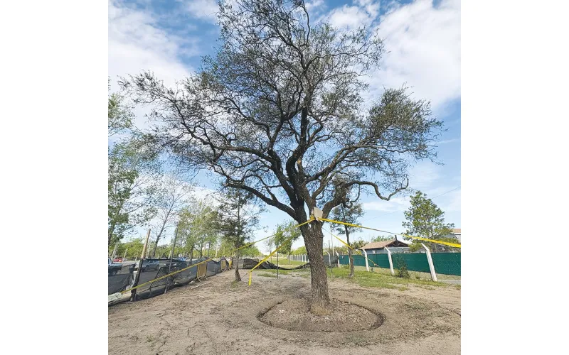 Quebracho Villa Allende sunchos