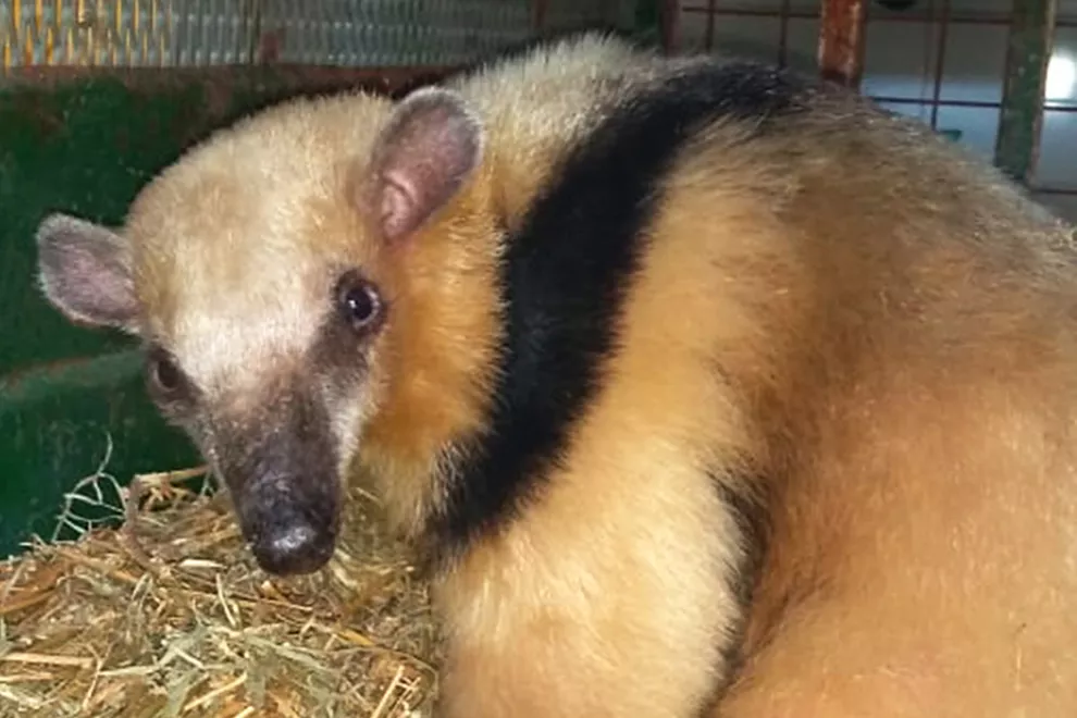 oso melero