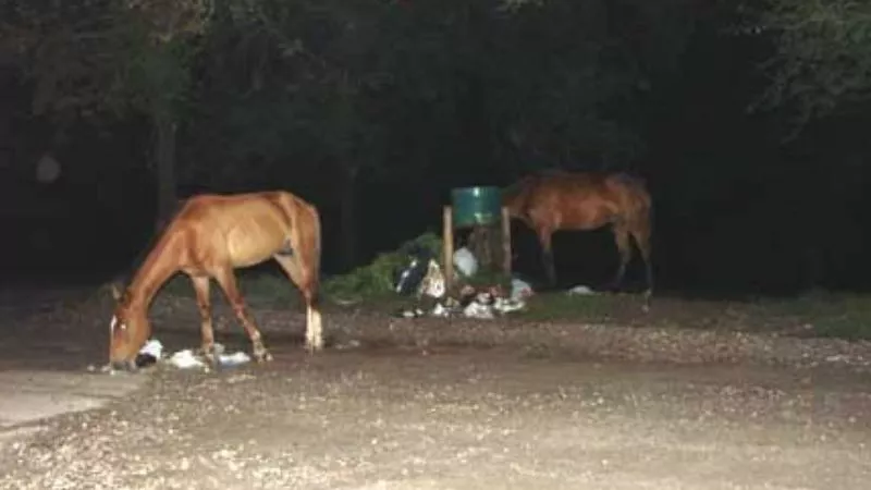 caballos sueltos