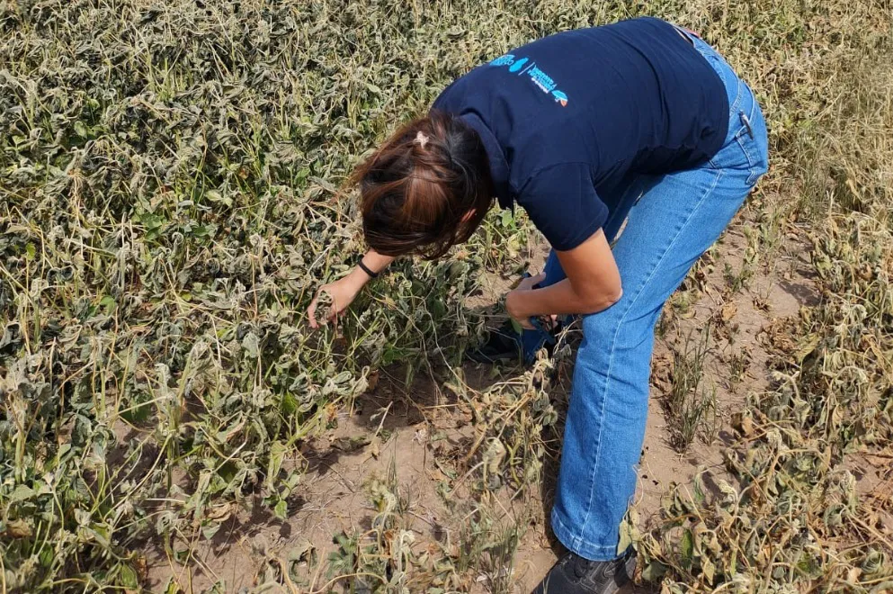 emergencia agropecuaria