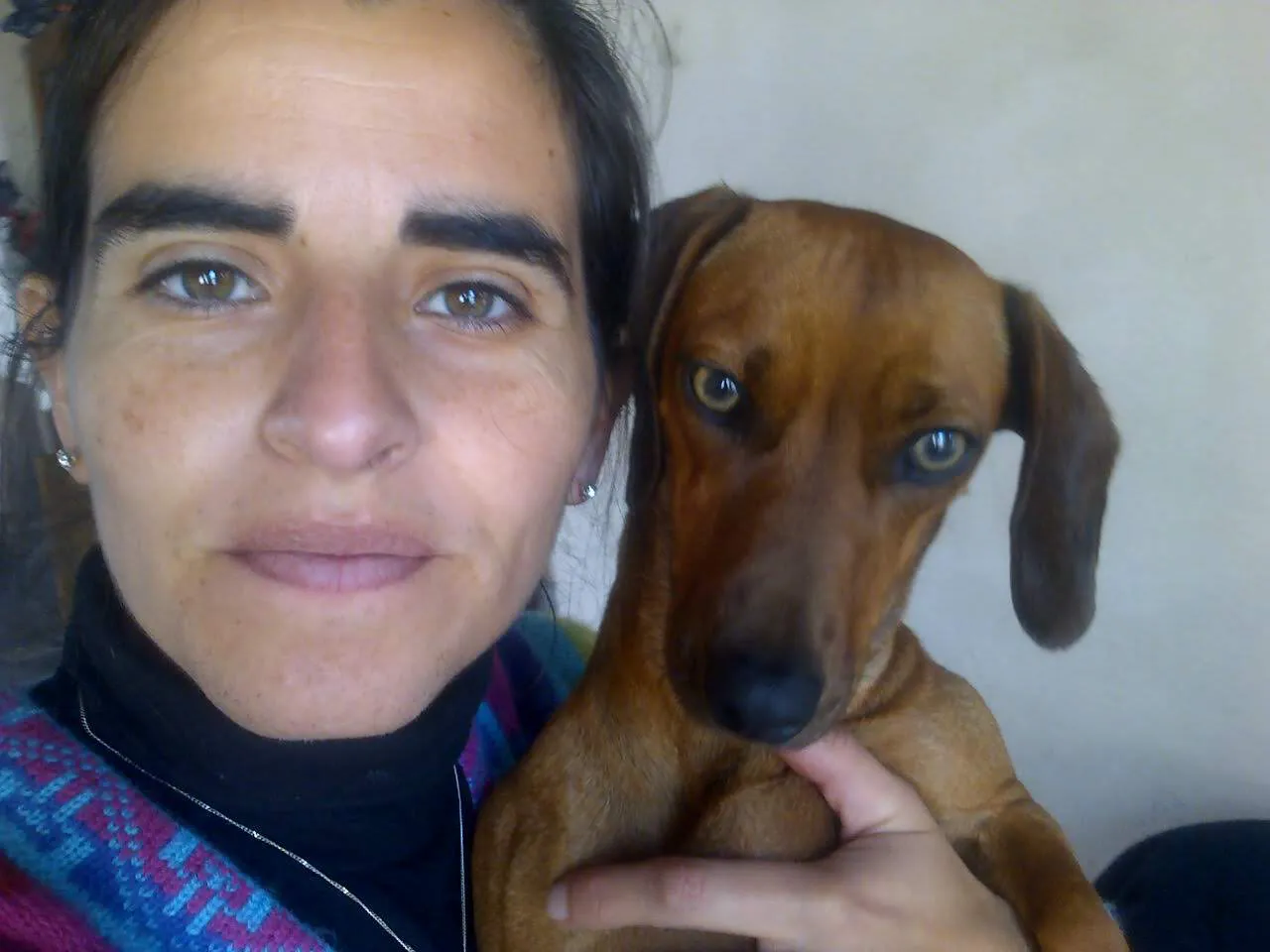 Perro atropellado