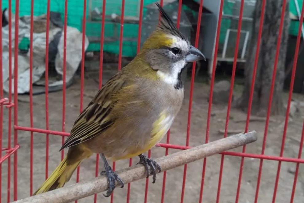 aves rescate