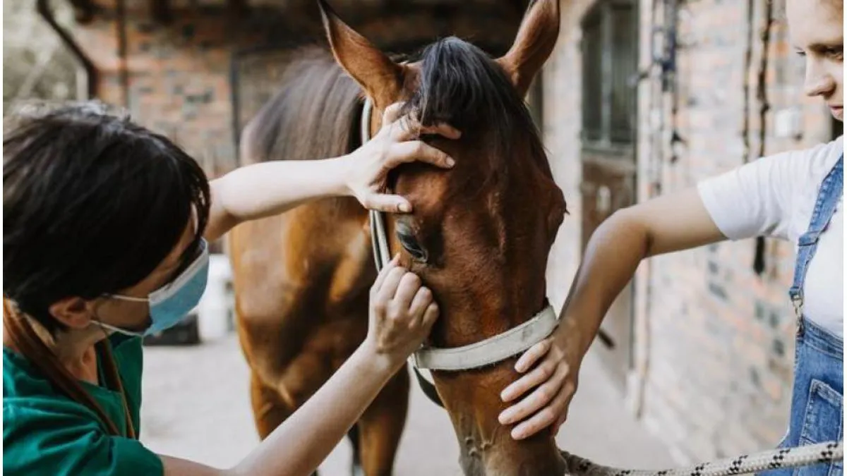 caballo veterinario