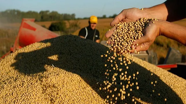 granos cosecha campo