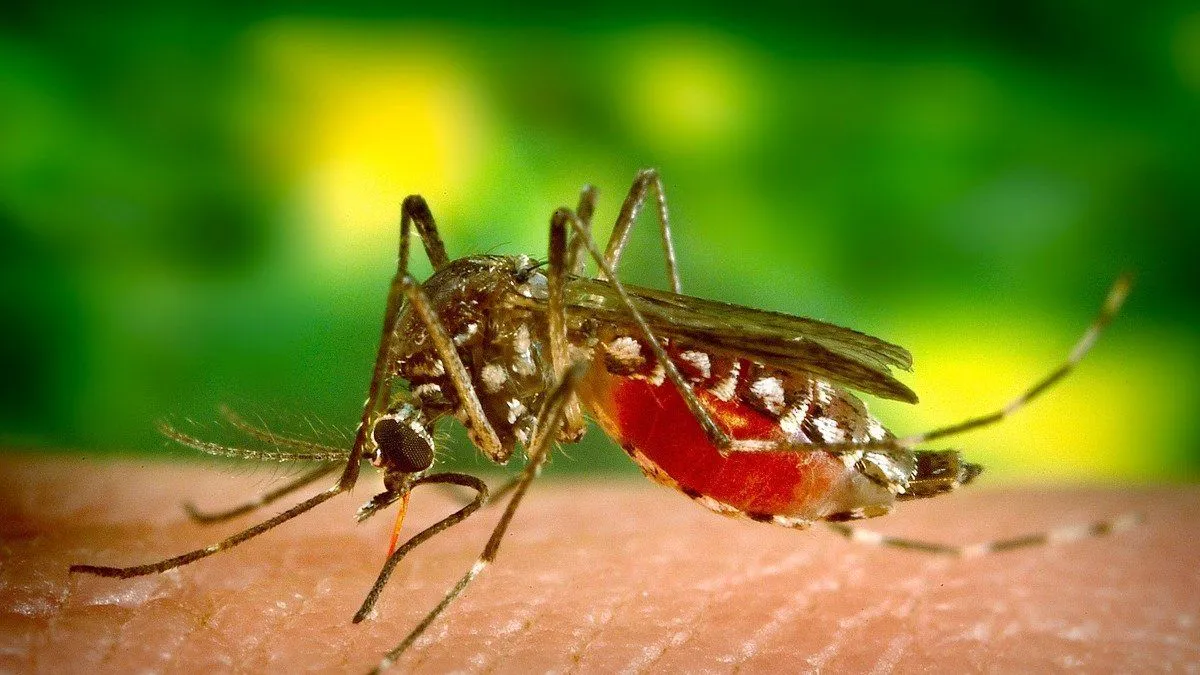 dengue_1200jpg