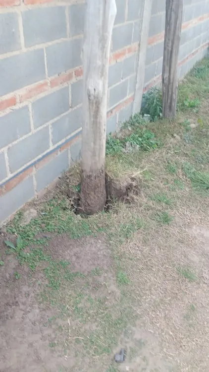 Defensa Civil - caida de arboles (2)