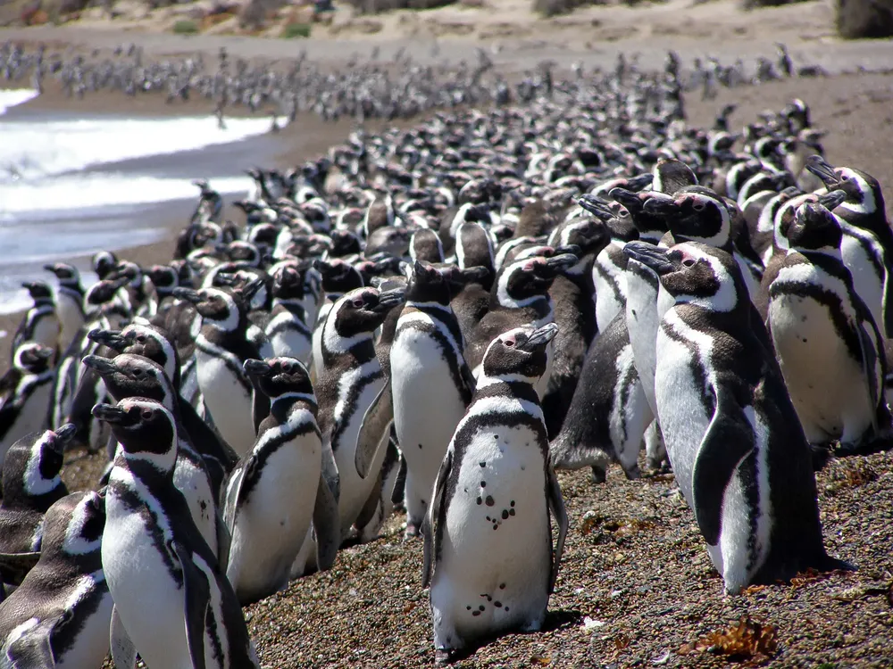 Pingüinos foto Victoria Zavattieri