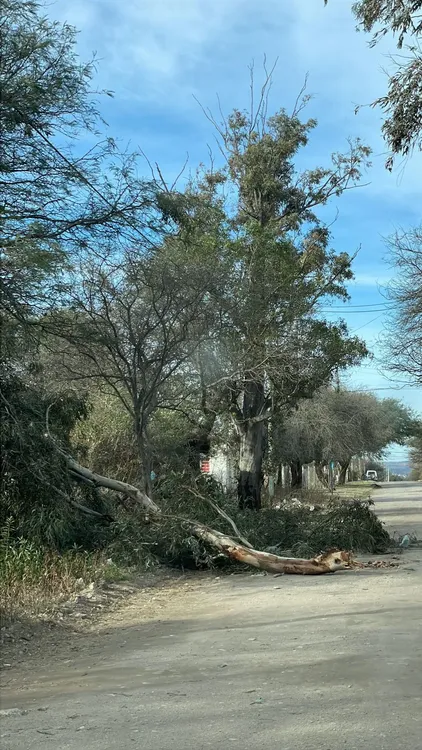 Defensa Civil - caida de arboles (5)
