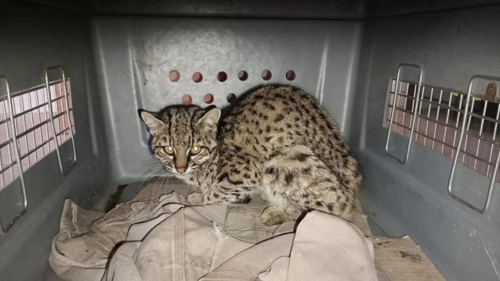 gato-montes-1024x576