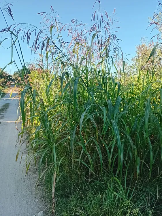 Villa la Bolsa denuncia