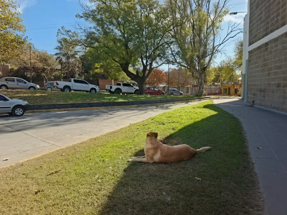 Alta Gracia - Terminal - Perro - Clima