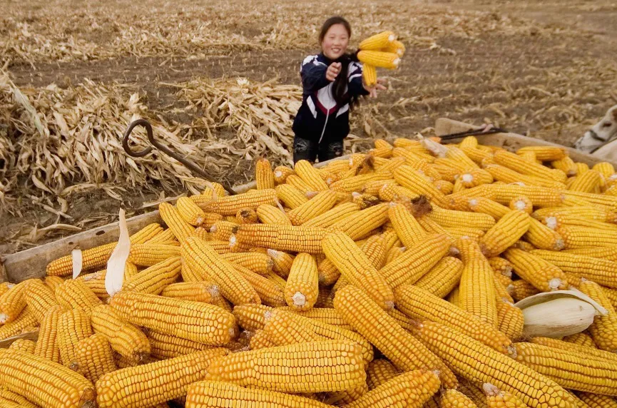 maíz chino