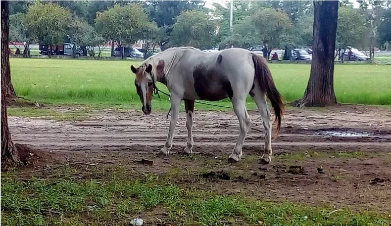 Robo de caballos ilustrativa