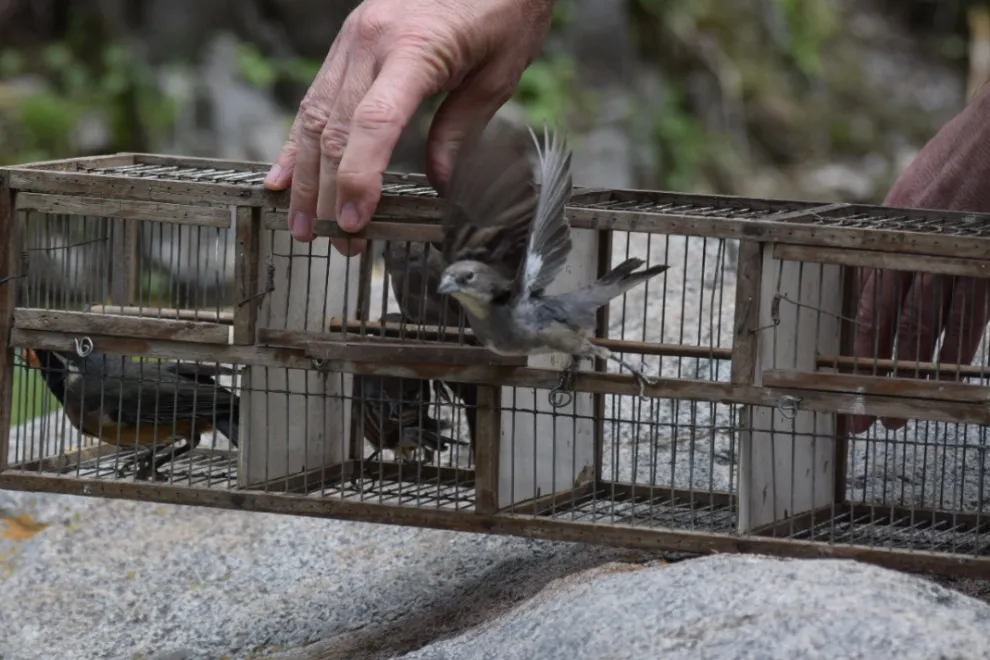 Liberacion-aves-1