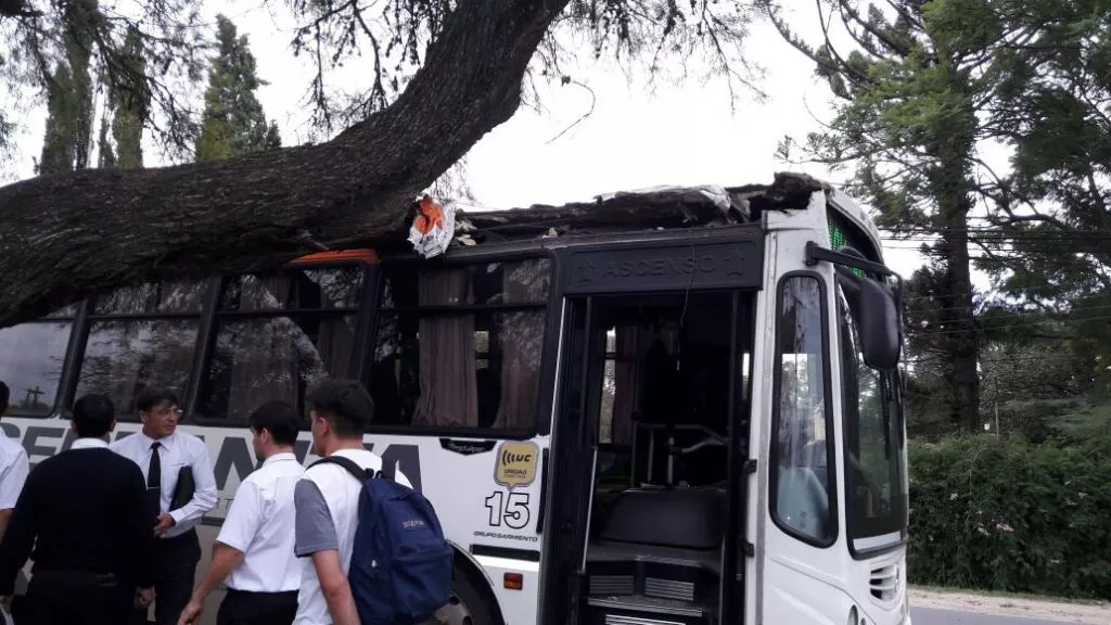 Dos heridos al chocar un colectivo con las ramas de un árbol