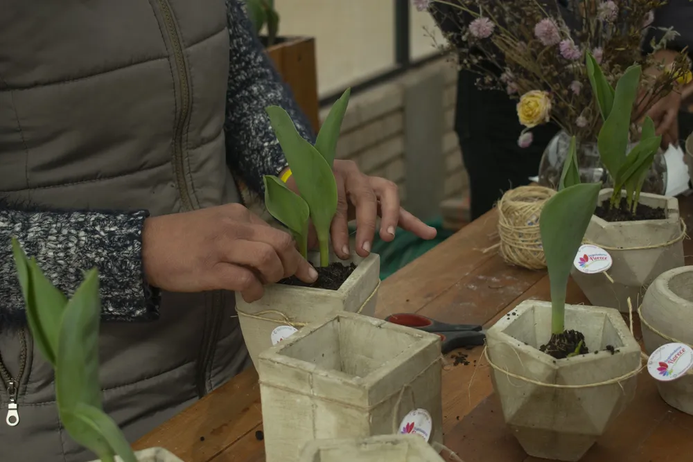  Despeñaderos florece