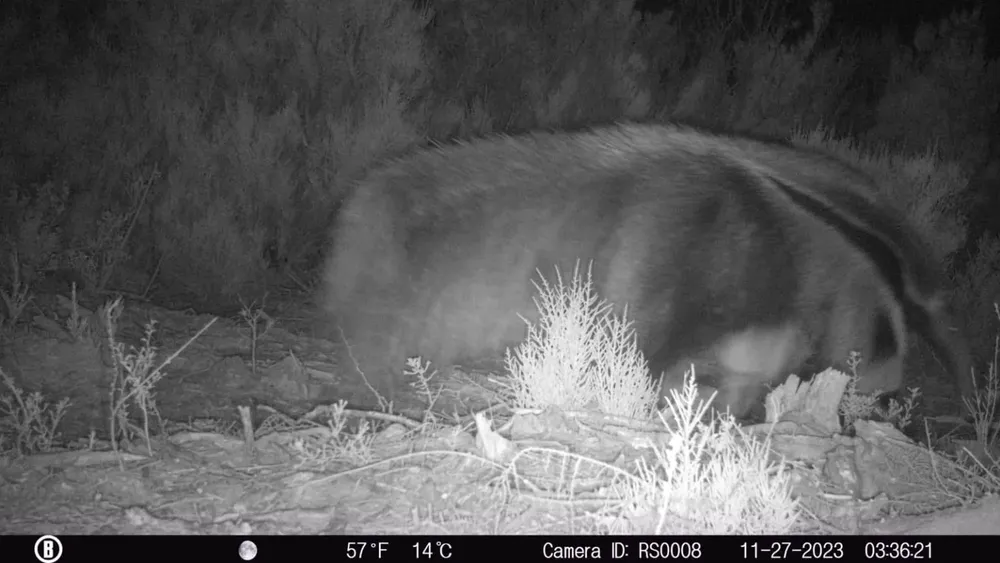 Oso hormiguero Ansenuza