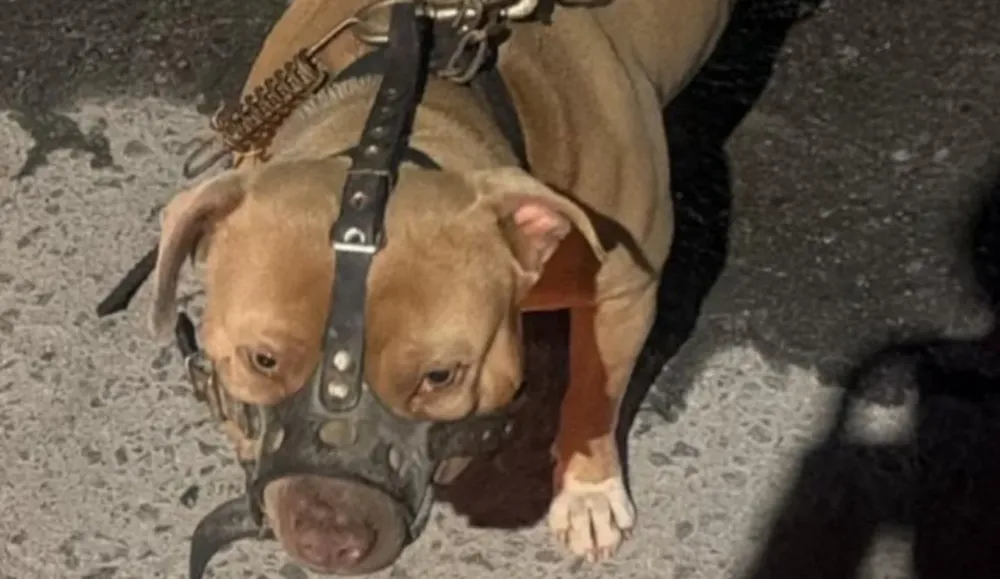 Un hombre mayor de edad fue atacado por un perro pitbull mientras se encontraba en la vía pública en barrio San Javier