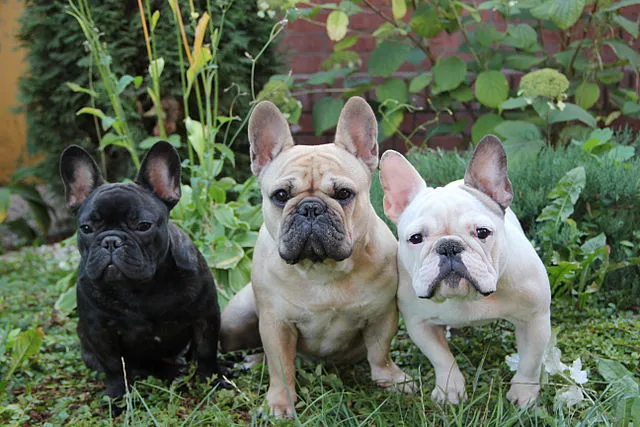 PERROS