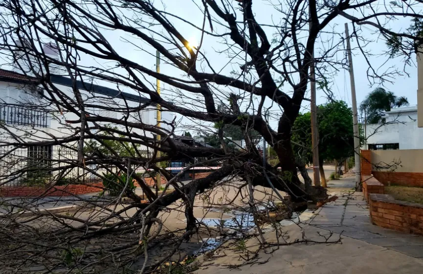 caida arbol cba