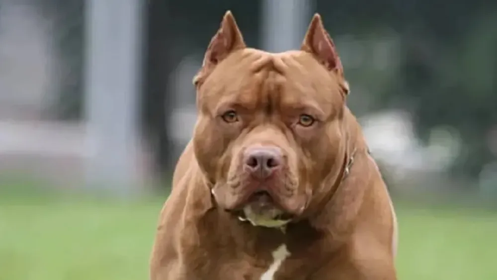 Pitbull