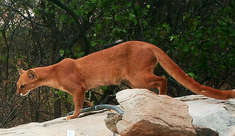 yaguarundí
