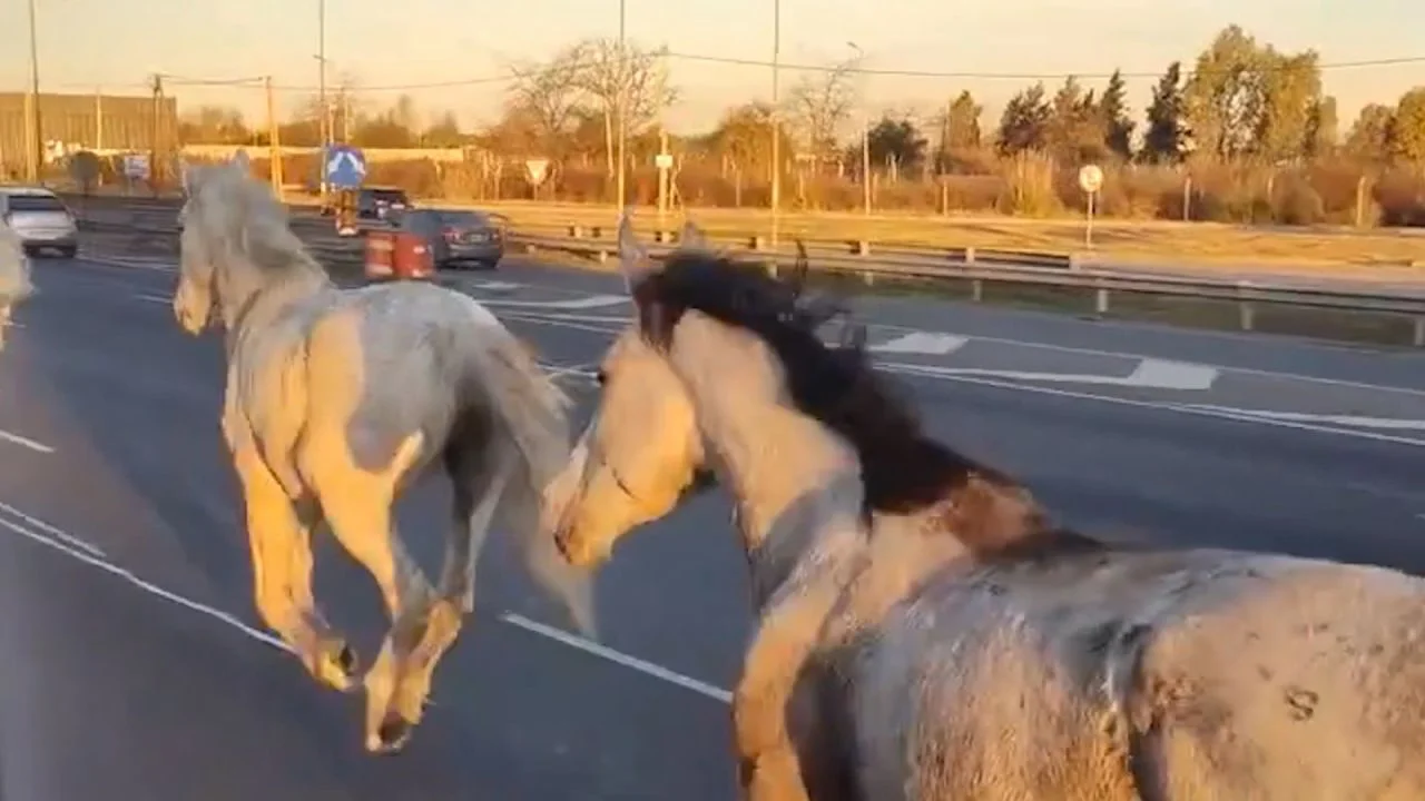 Caballos Sueltos