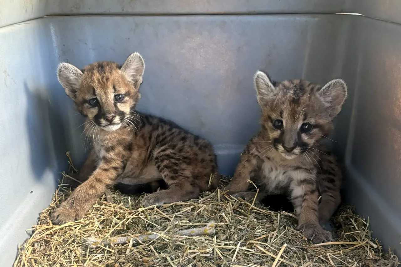 Cachorros puma 20240331